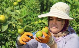 Verim arttı! Türkiye’de 2023’te en fazla limon ve portakal üreticisi sevindi