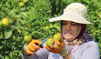 Verim arttı! Türkiye’de 2023’te en fazla limon ve portakal üreticisi sevindi